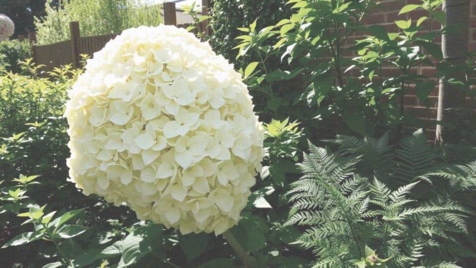 Jak osiągnąć maksymalną wysokość hortensji 'Limelight'?