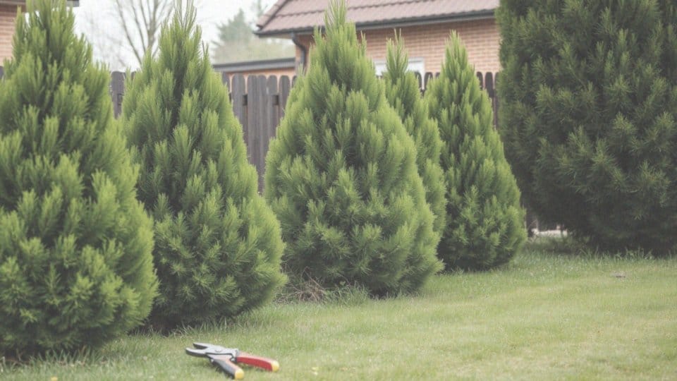 Jak obcinać i przycinać tuje szmaragd?