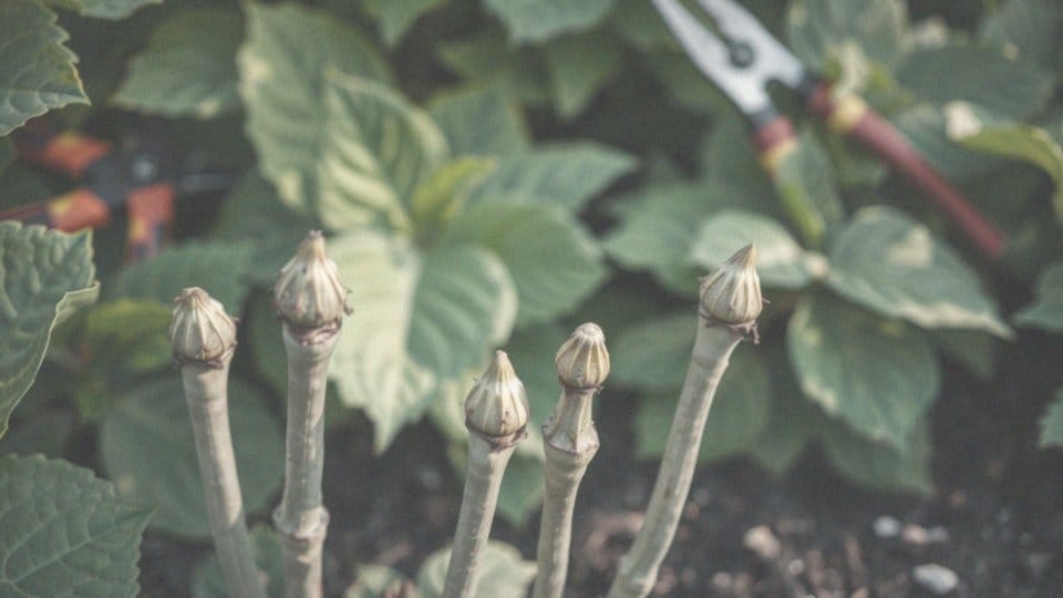 Jakie pędy przycinamy w hortensji Polar Bear?