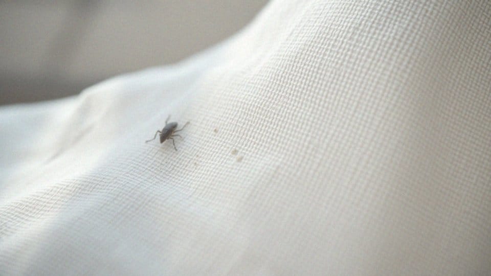 Jakie są cechy charakterystyczne wszy?