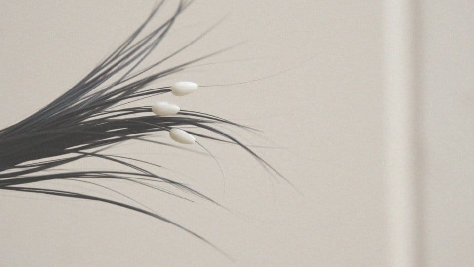 Czy gnidy strzelają? Odpowiedzi na najczęstsze pytania