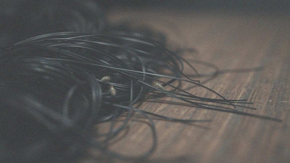 Czy wszy latają? Fakty o tych pasożytach i ich zwalczaniu